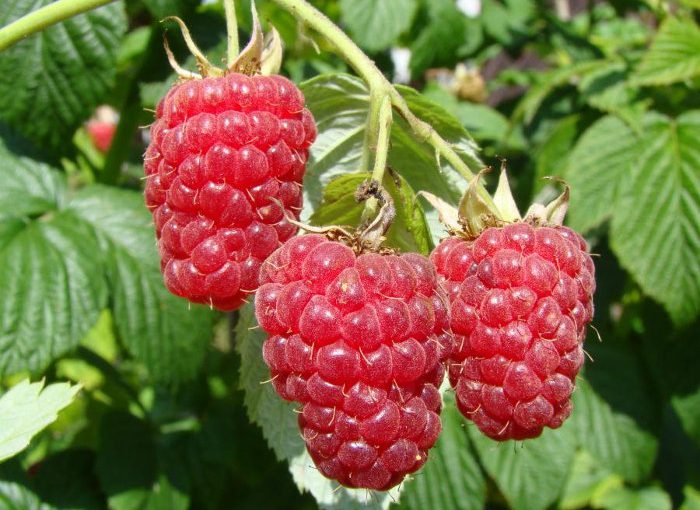 Яка гарна ягода малина – цілющі, лікувальні та корисні властивості малини