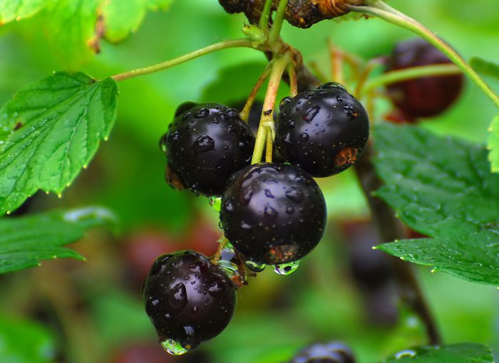Чорна смородина: опис ягоди, корисні властивості і протипоказання.