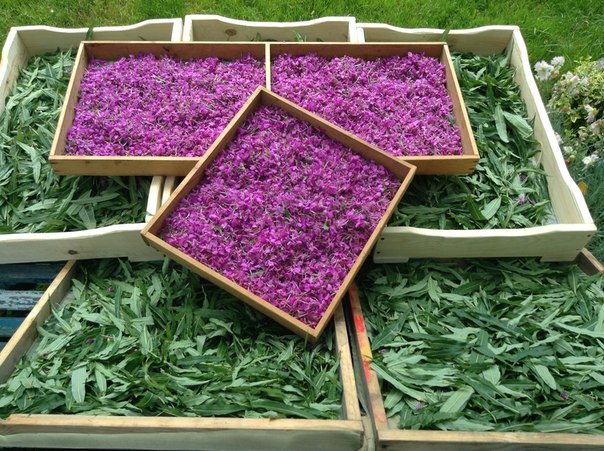 Процес ферментації іван-чаю з квітки до напою