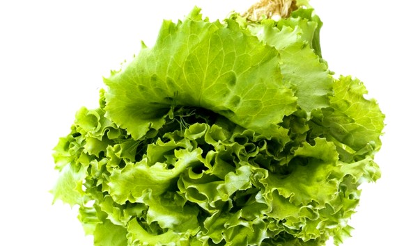 Як заморозити листя салату – заморожуємо зелень салату на зиму