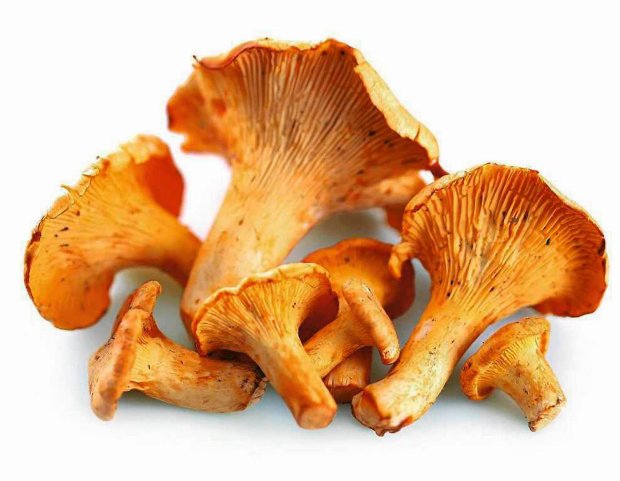 Сушені гриби лисички: як сушити лисички в домашніх умовах