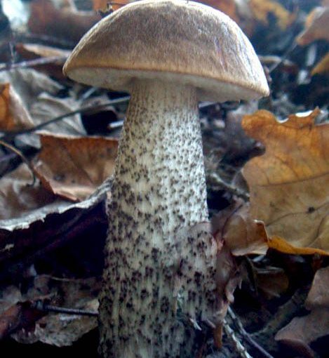 Як сушити гриби підберезники на зиму – всі способи сушіння грибів в домашніх умовах