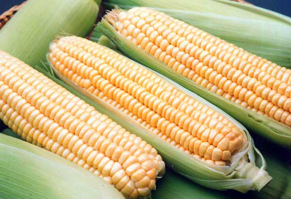 Консервована кукурудза в зернах на зиму