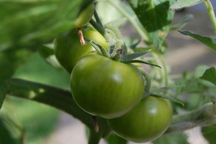 Фото: Зелені красиві помідори