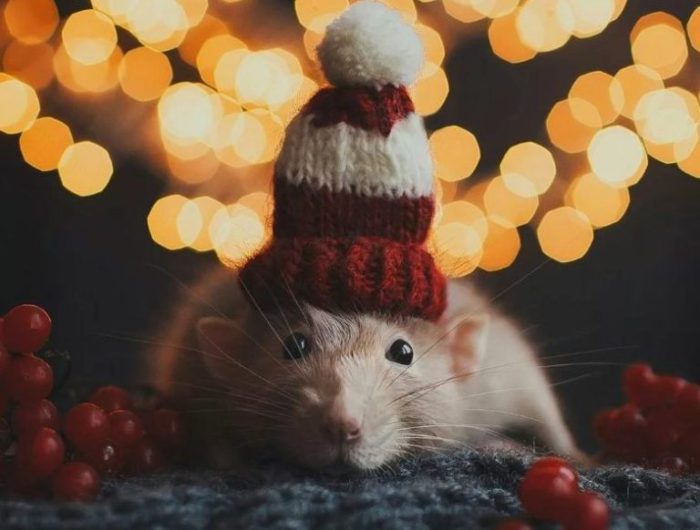 Новорічні картинки з пацюками і мишами