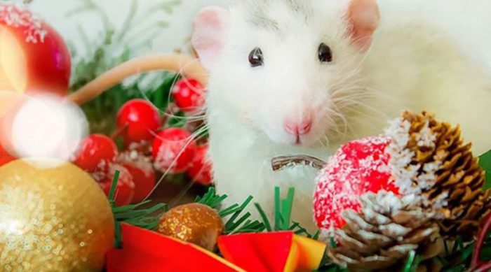 Красиві новорічні картинки з щуром, пацюком, мишкою