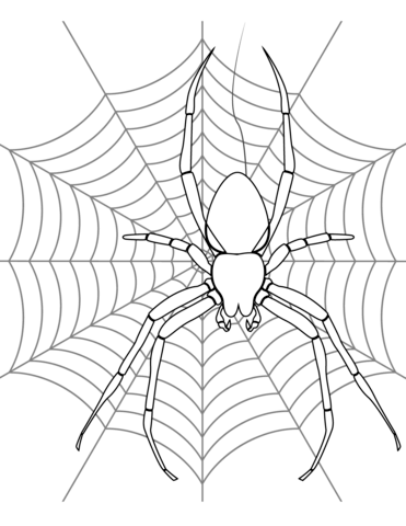 Розмальовки - павуки на Хеллоуїн