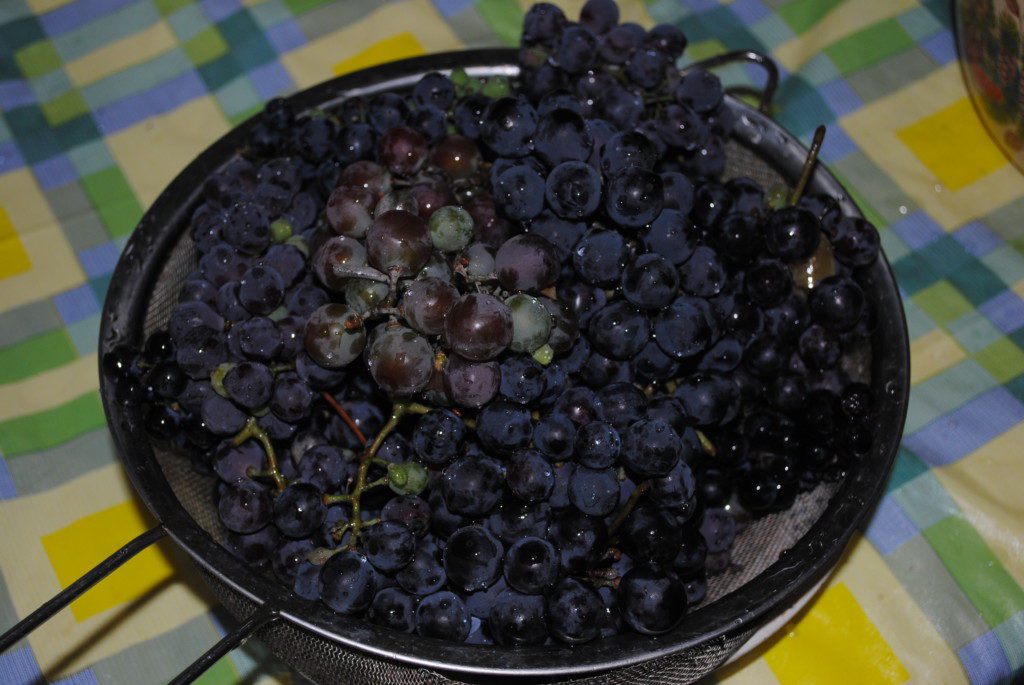 промитий виноград
