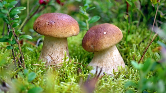 Як солити білі гриби на зиму – три способи