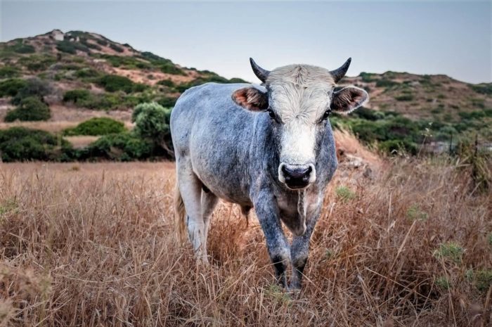 Рік Бика, фото- картинка з биком , красивий пейзаж