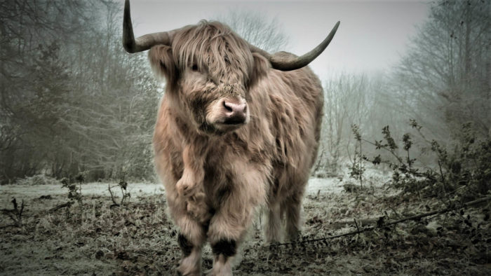 Стильна картинка-фото - красивий бик