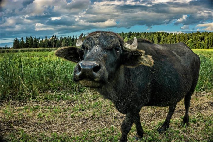 Гарна фото картинка з прикольним биком